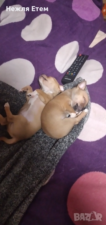 Пинчери , снимка 1