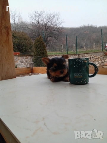 Мини йоркширски териери , снимка 7 - Йоркширски териер - 53237307