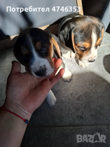 Бигъл, снимка 2 - Бигъл - 53593128