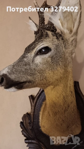 Препарирани Сръндаци 2 броя, снимка 9 - Други - 53132038