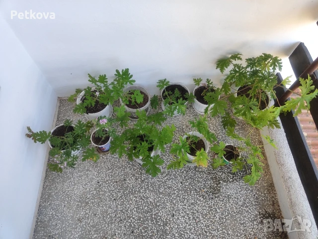 Индрише бълг.сорт, снимка 2 - Стайни растения - 50466213