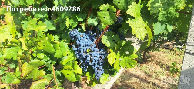 Продавам винено грозде, сорт "мерло", снимка 2 - Домашни напитки - 55652783