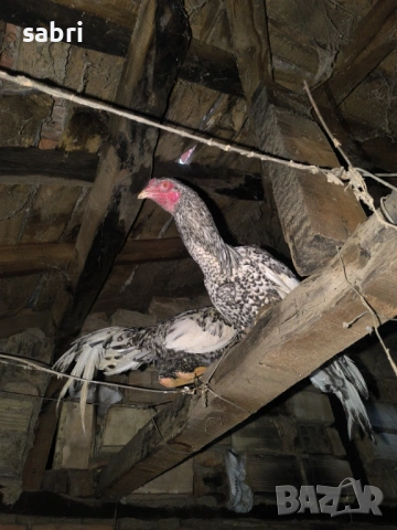 Петли и кокошки от бойната порода хинт хорозу , снимка 4 - други­ - 53608164