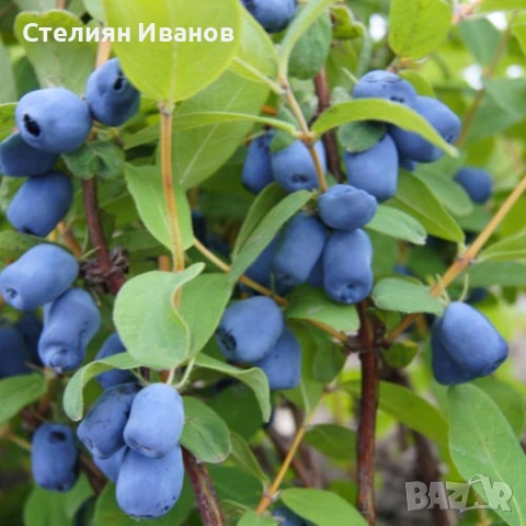 Камчатска боровинка, камчатска лоницера (Lonicera caerulea var. kamtschatica), снимка 2 - Градински цветя и растения - 52354322