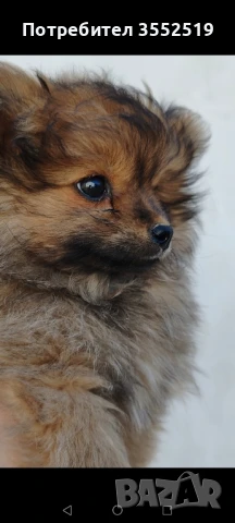 Померан мини-шпиц, снимка 1