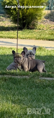 Уникални кученца френски булдог. 