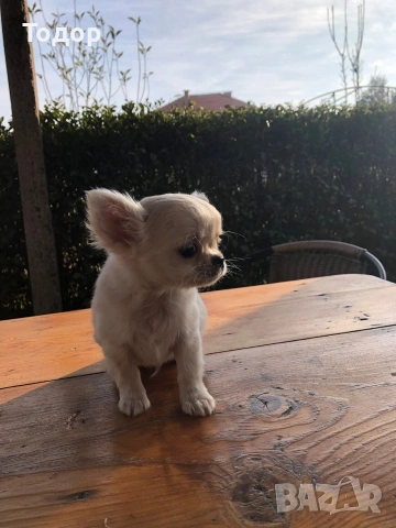 Продавам мини чихуахуа , снимка 3 - Чихуахуа - 53724231