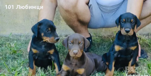 Добермани с родословие, снимка 11 - Доберман - 47454858