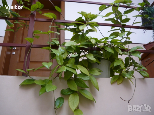 Panasonic Lumix DMC-LS80, снимка 16 - Фотоапарати - 52368327