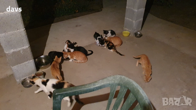 Малки котета – различни шарки, снимка 13 - Други - 51973052