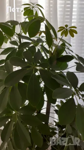 Продавам шефлера висока 1м.със саксията за 15 евро, снимка 6 - Стайни растения - 48549080