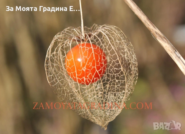 Физалис , снимка 13 - Градински цветя и растения - 53634737