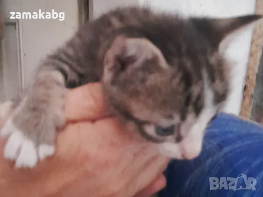 Вземете своето малко котенце подарък, снимка 8 - Други - 55876205