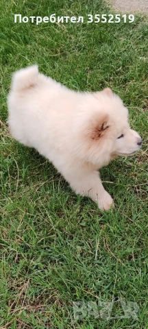 Продавам Чау-Чау Момче , снимка 1