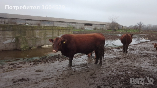 абардин, чистокръвен породист ,за разплод- перфектен