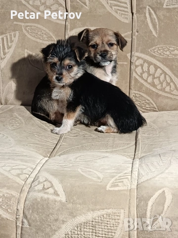 мини чиху пинчер 