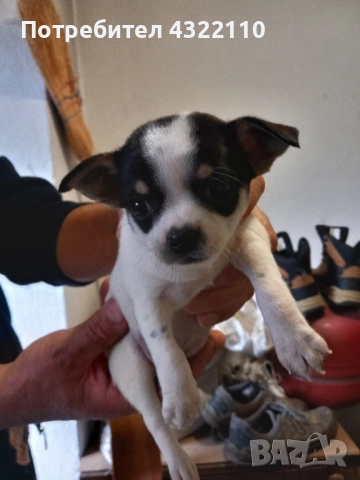 чихуахуа , снимка 3 - Чихуахуа - 52503609