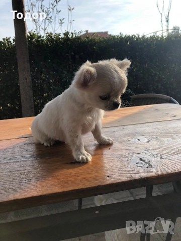 Продавам мини чихуахуа , снимка 3 - Чихуахуа - 52997997