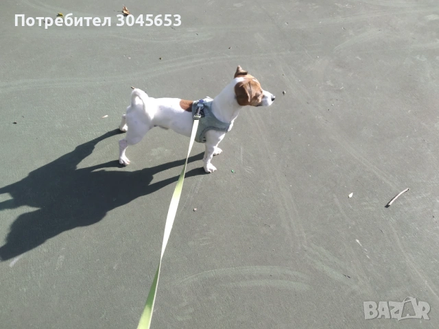 Mини Джак Ръсел, прекрасен представител на породата, търси партньорка.