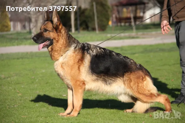Kennel von Haus Evelin 