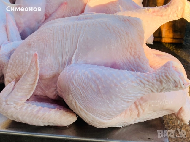 Пилета,петлета, снимка 2 - Кокошки и пуйки - 52852562