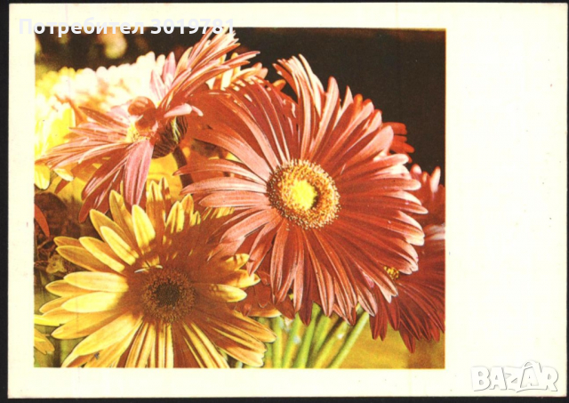 Пощенска картичка Цветя, Гербери 1981 от СССР