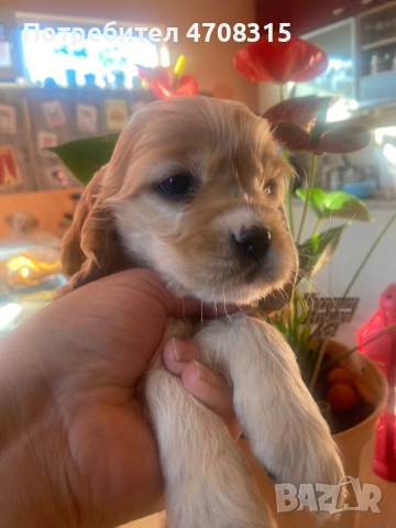 Кокер шпаньол  момченце родословен баща