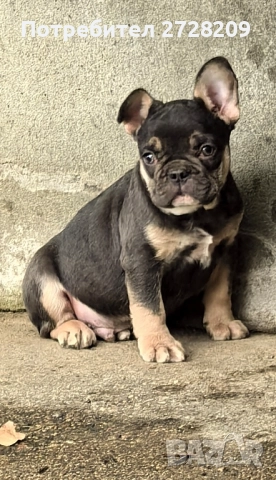 Френски Булдог/ French Bulldog, снимка 11 - Френски булдог - 51410450