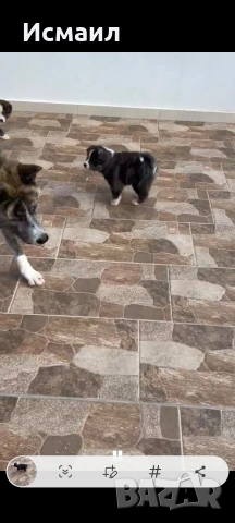Здравейте малко мъжко кученце Акита, снимка 2 - Акита ину - 53844541