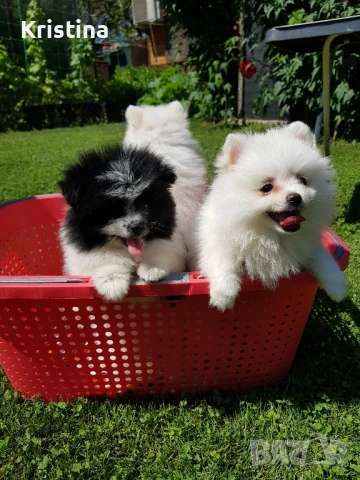 Померан померани свободни !, снимка 2 - Померан - 51308616