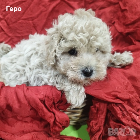 малтипу , снимка 12 - Пудели - 53601593