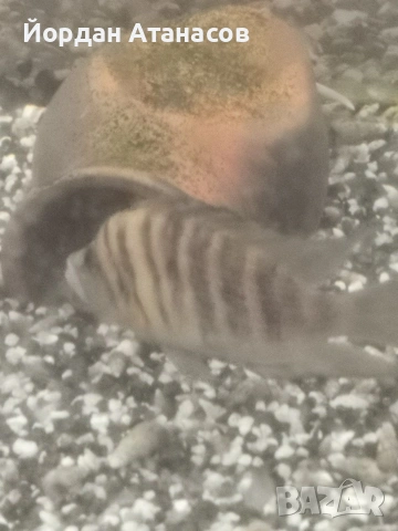 Танганийски цихлиди, снимка 4 - Рибки - 53622764