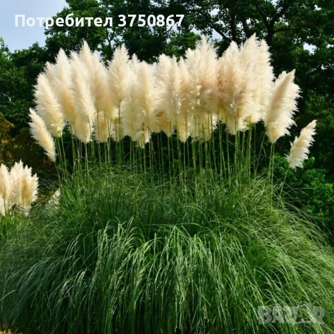🌿🩷🍀 Декоративна трева Кортадерия – Бяла (Cortaderia)