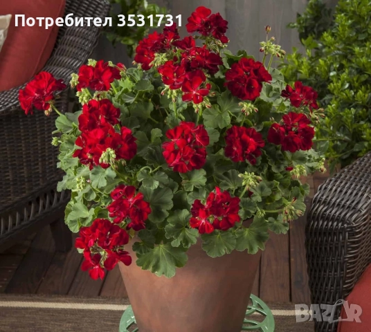 Професионален вкоренен разсад червено мушкато Калиопе, снимка 2 - Разсади - 52685617