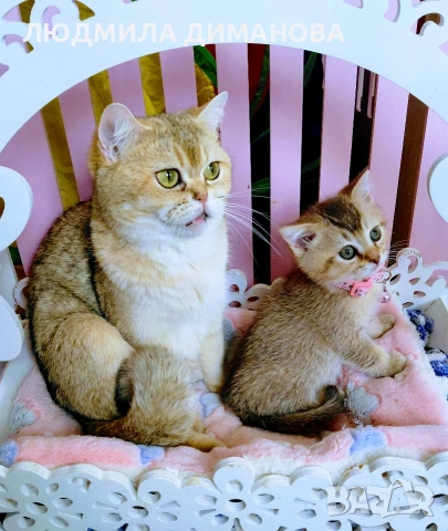 Шотландско мъжко златна чинчила , снимка 2 - Британска късокосместа - 53696771