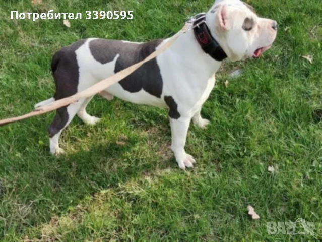 Американско були , снимка 2 - Питбул - 52606898