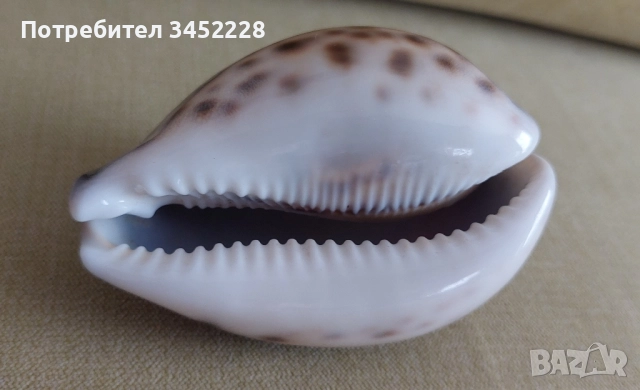 раковина за ценители два броя отлични , снимка 4 - Антикварни и старинни предмети - 51567634