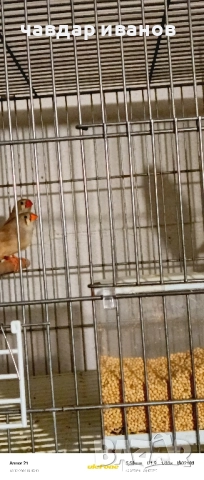 вълнисти папагали, какарики , снимка 5 - Папагали - 52411146