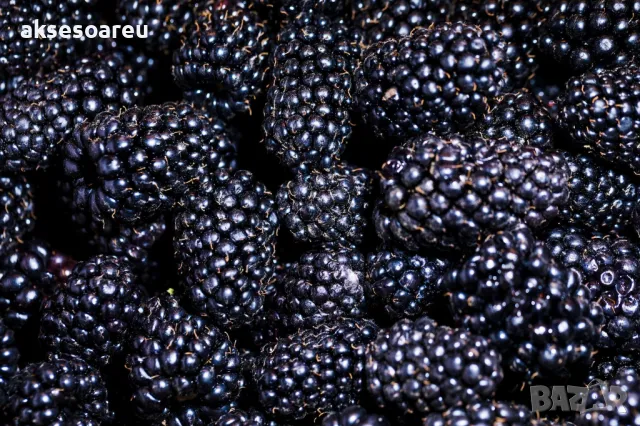 Висококачествени нови семена от хранителна Къпина без бодли Rubus rusticanus 50+ семена антиоксидант, снимка 9 - Сортови семена и луковици - 50332260