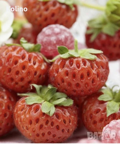 СЛАДКО ОТ ЯГОДИ