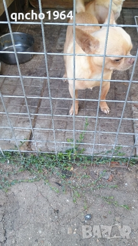 чихуахуа , снимка 3 - Чихуахуа - 52797683