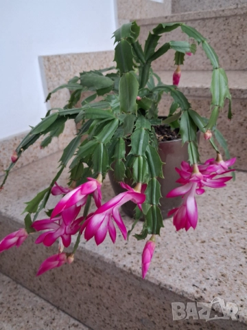 Стайни цветя - Коледниче