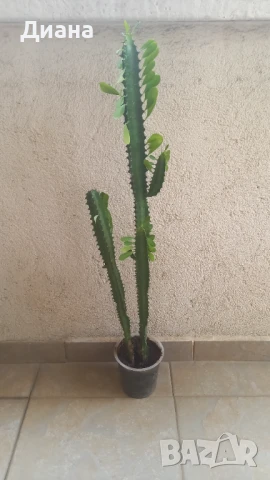 Еуфорбия тригона 