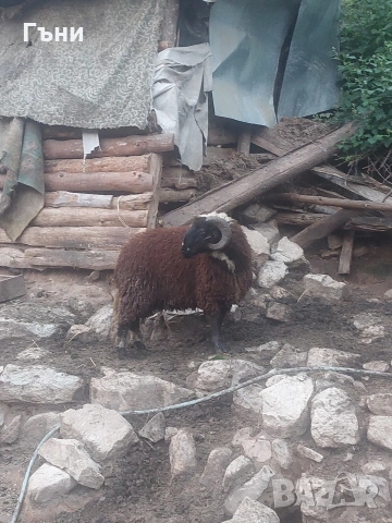 коч кочове овце , снимка 10 - Овце - 53624151