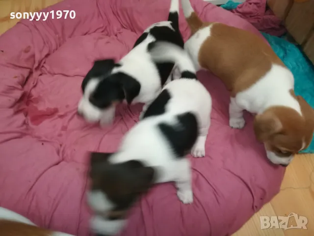 джакчета-сладурковци родени на 191224г-250лв за едно 2901250655, снимка 3 - Джак ръсел териер - 48873052