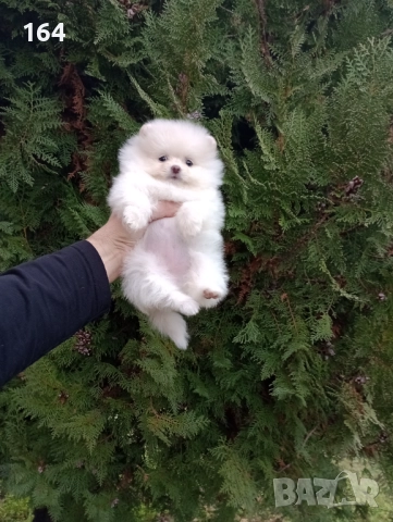 Померани. Момиченца. Реални снимки от 07.12.2025 г., снимка 5 - Померан - 52682065