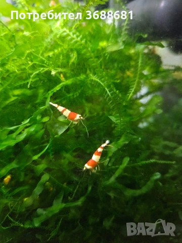 Скариди Кардинал , пинто зебра ,фенси тигър , галакси и кристали , снимка 6 - Други - 40194504