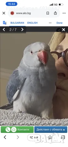 Продавам рядък син Александрийски папагал 🦜💙, снимка 2 - Папагали - 55823122