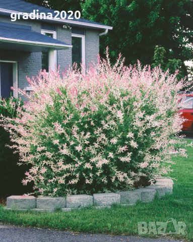 Храстовидна ,Пъстролистна японска върба / Salix Hakuro Nishiki