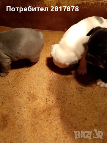 френски булдочета , снимка 3 - Френски булдог - 53274369